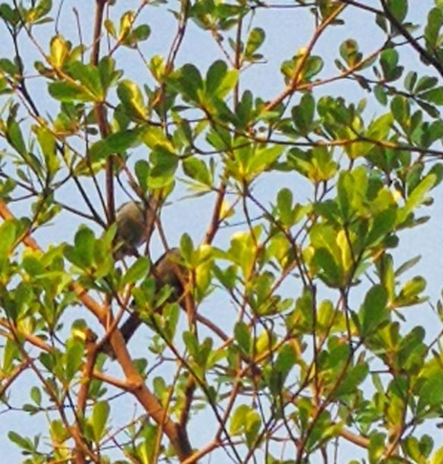 成双对的鸟儿——我的音乐相册《早起的鸟儿》再观记