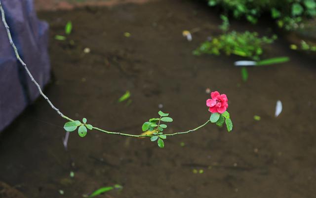 人间烟火气，最抚凡人心之上里古镇（原创）