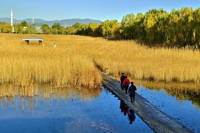 发现丰台之美 | 秋末冬初 落叶静美🧡