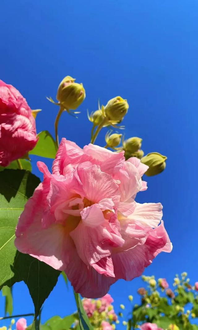 会“变脸”的花开了,醉了!去这些地方邂逅→