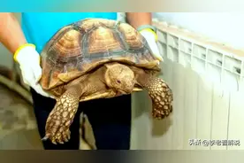 上海特大野生动物非法交易案查获苏卡达陆龟，能驮动三四岁小孩图片