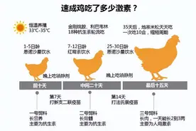 速成鸡42天短暂的一生图片
