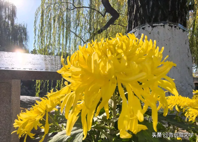 趵突菊韵 锦绣泉城