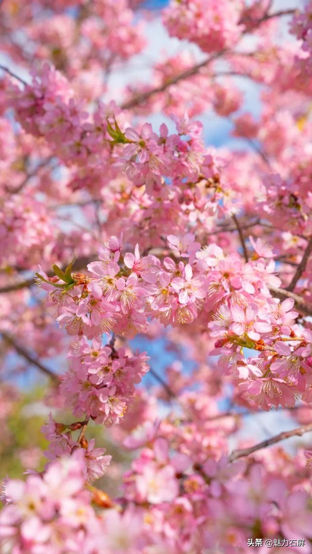 冬日里的粉色浪漫：异龙湖畔冬樱花盛开