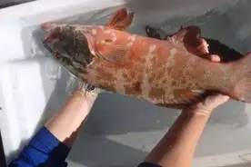 日本福岛核泄漏有多可怕？看这些变异的生物就懂了，千奇百怪图片