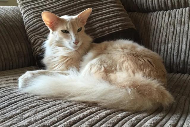 全世界100个宠物猫品种大赏！