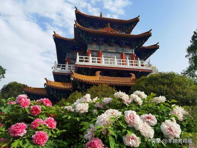 做几天洛阳人——游河南洛阳赏牡丹芬芳 总体概述（四）
