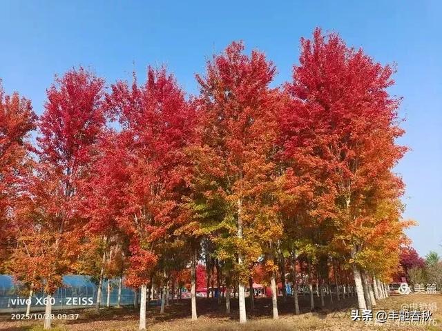 丹枫映秋,枫彩满楼|申艳娟