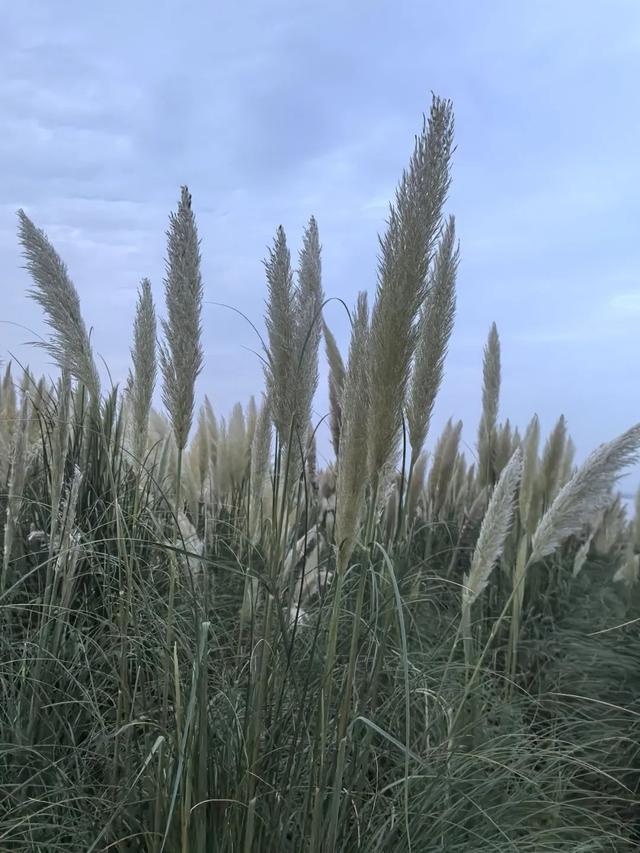 长江边一晚游——一个美好的晚上