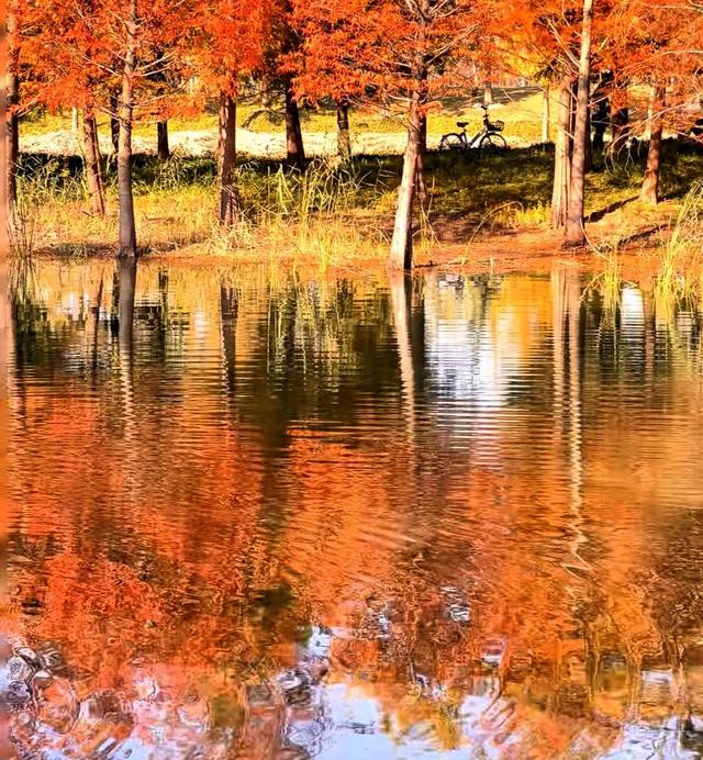 上海版“阿勒泰”？三林滨江落羽杉美成油画，期待早日开放。