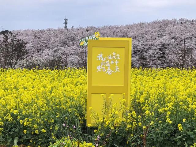 【花漾高峰 樱你梅丽】去贵安樱花园拍美照，百元限定周边免费领！附万能拍照姿势