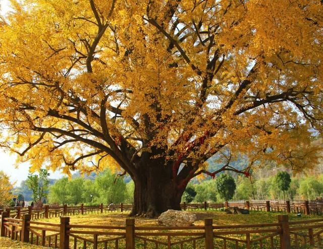 跟着赛事游随县丨大洪山顶级赏秋地更新！银杏最佳观赏期已到！