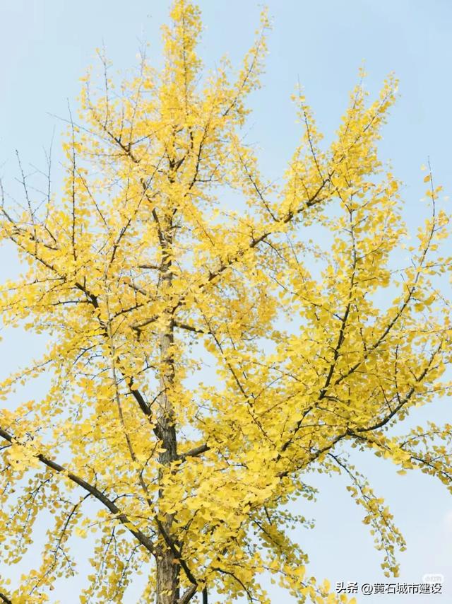 最大1600岁!黄石这几棵银杏王 你都打卡了吗?