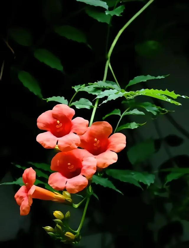 手机壁纸精美图片（50）