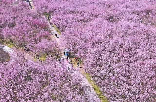 西安春讯｜玉兰、桃花、梅花｜6个早春赏花地 承包你的春季浪漫