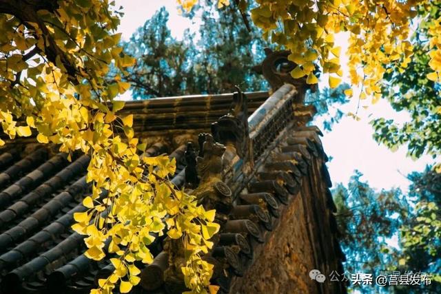 今天实拍！浮来山银杏，一树鎏金映古寺