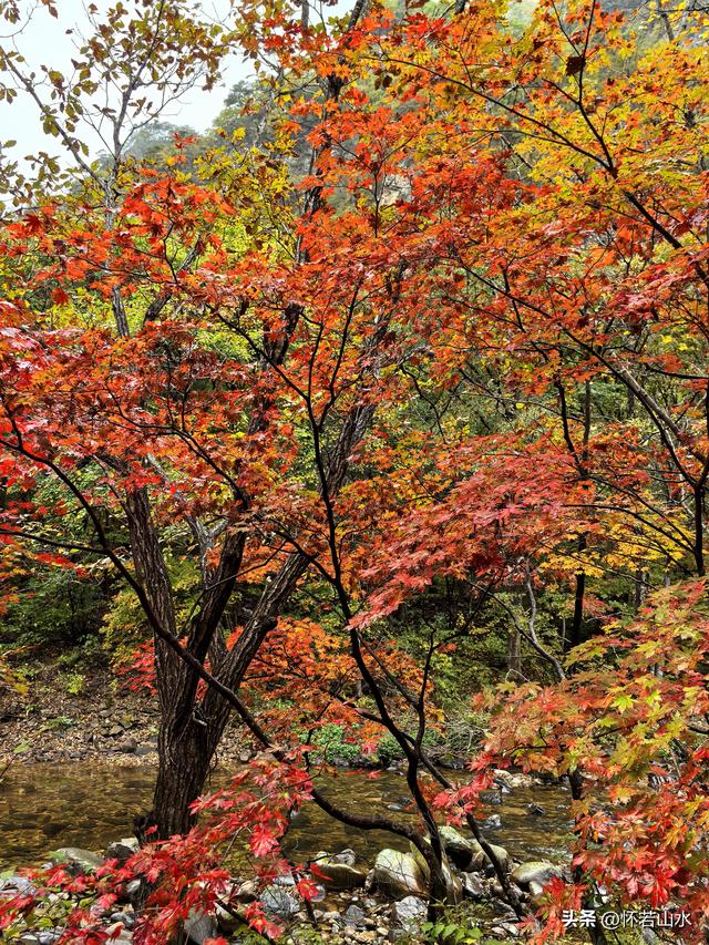 2025辽宁赏秋之旅日记(2)——游览丹东蒲石河森林公园