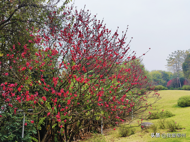 早春限定！柳州这条路千株桃花绽放，未来十天进入“颜值巅峰”