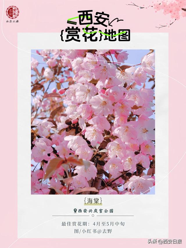 西安赏花地图！错过再等365天