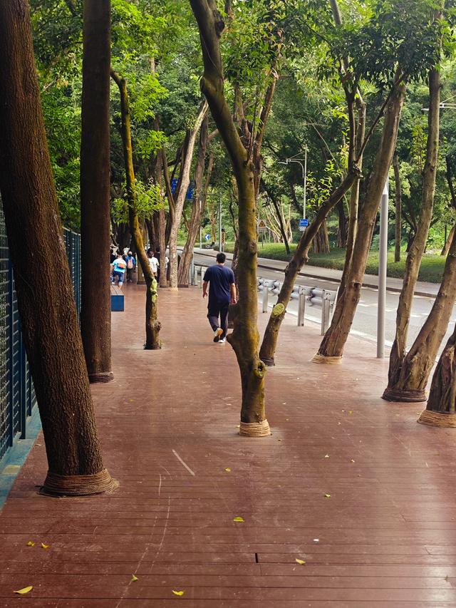 环西丽湖绿道骑行慢行随拍-动个好奇心