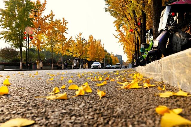 满城“金甲”醉秋风