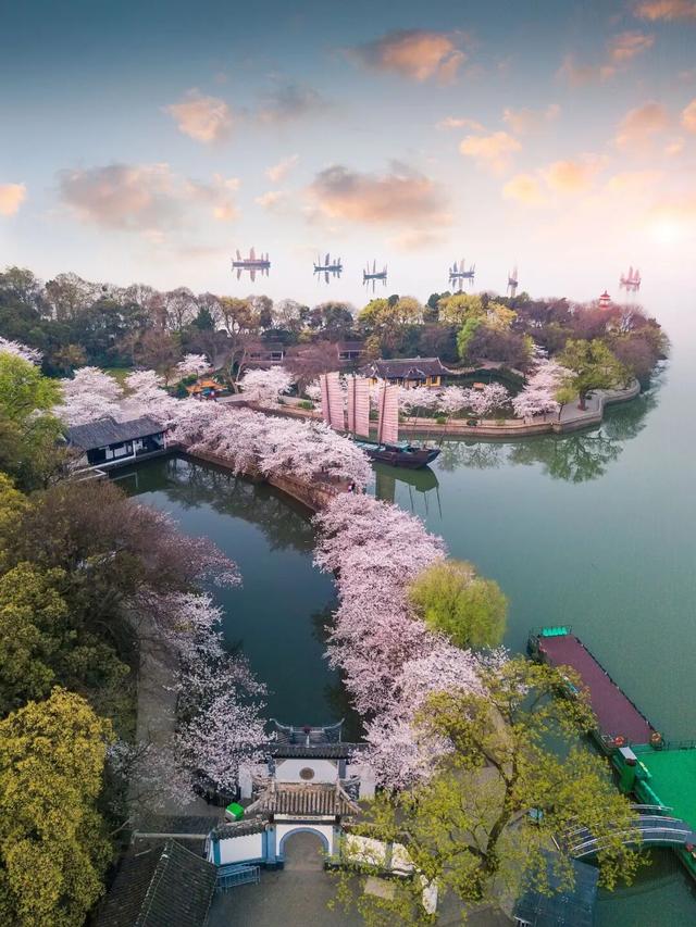 无锡顶流——鼋头渚樱花，官宣了！