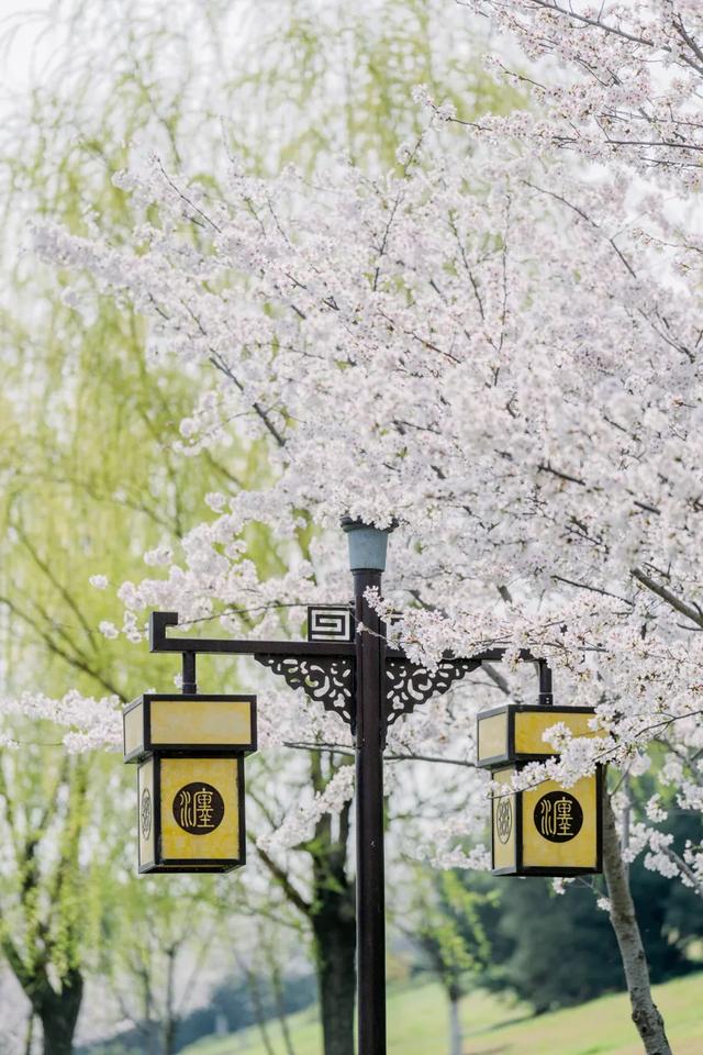 太期待了！接下来的洛阳，是这样的...