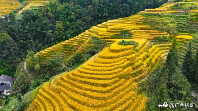 龙脊不“剪”秋,梯田收割正当时快来体验~