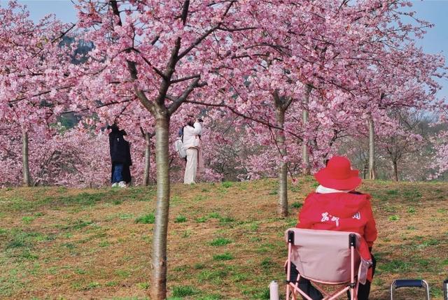 快来新津！成都最早最大面积樱花盛放！