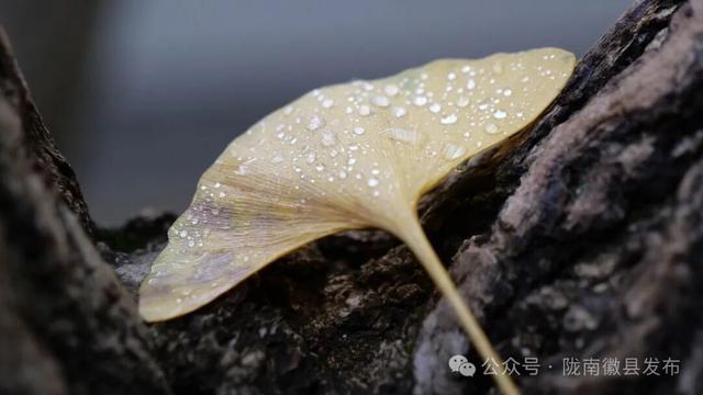 徽县:秋雨连绵 水墨映人间