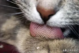 与众不同的动物器官：奇异而神奇的身体结构图片