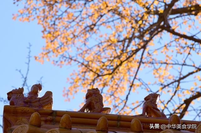 淌豆寺：怪怪的名字，孤傲的千年银杏