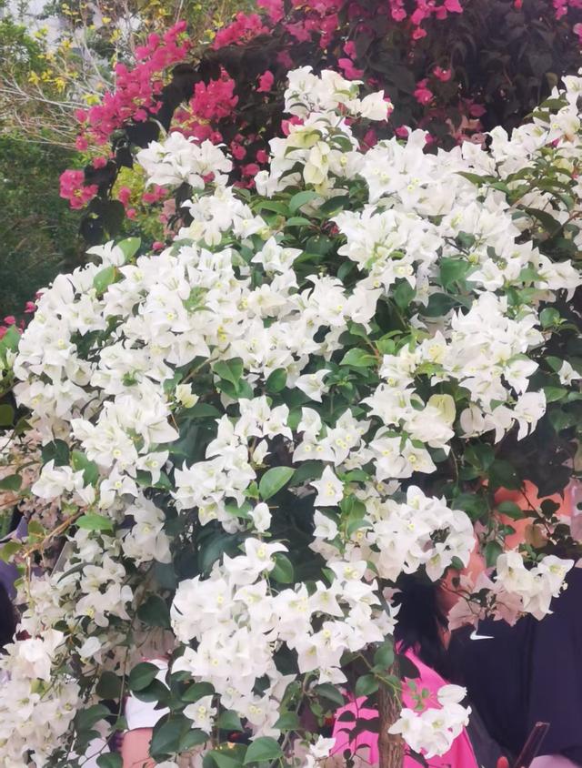 花漫鹏城，墟声鼎沸：2025深圳勒杜鹃赏花周首日走笔