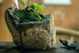 紫花地丁图片