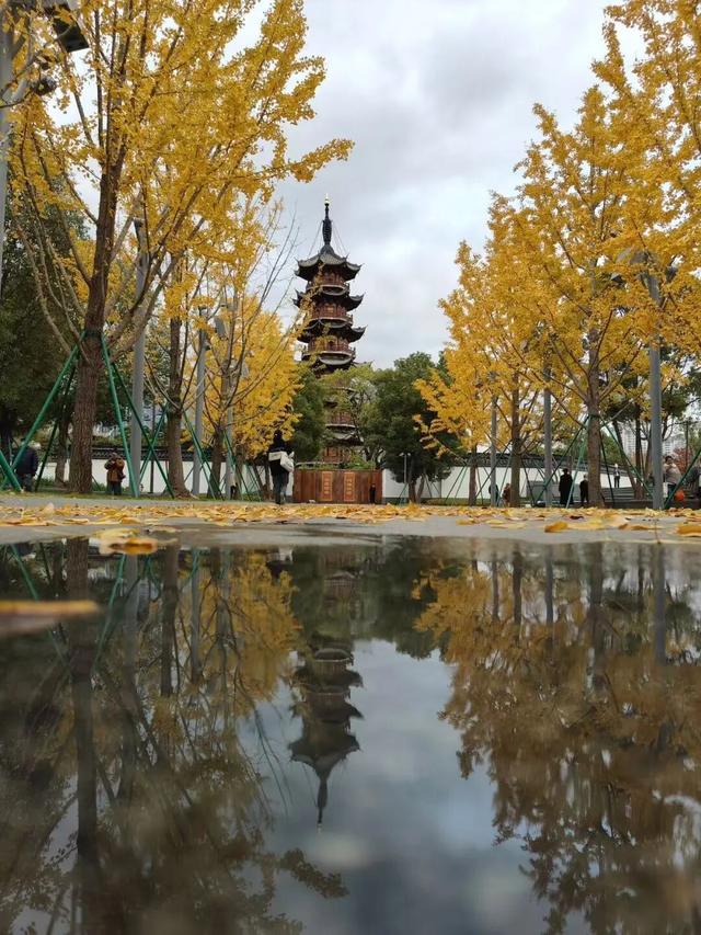 油画般的徐汇秋色，来了！
