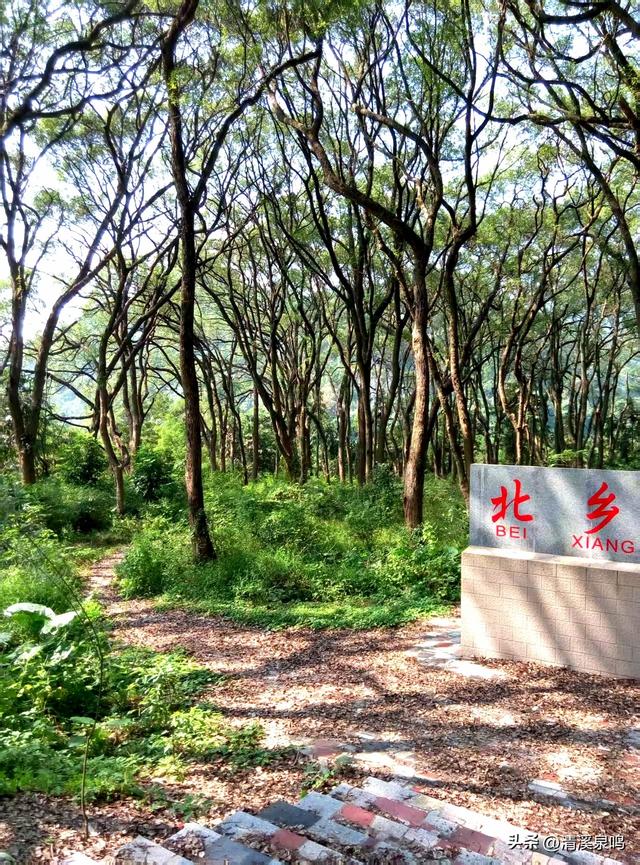半日樟香沁心脾