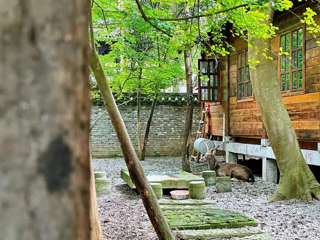 成都1h车程→千年古刹前踩水、捉螃蟹、喂梅花鹿，无门票！