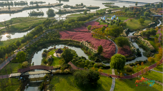 芦荻花开，伊人自来！天汉湿地公园第二届芦苇季即将开始→
