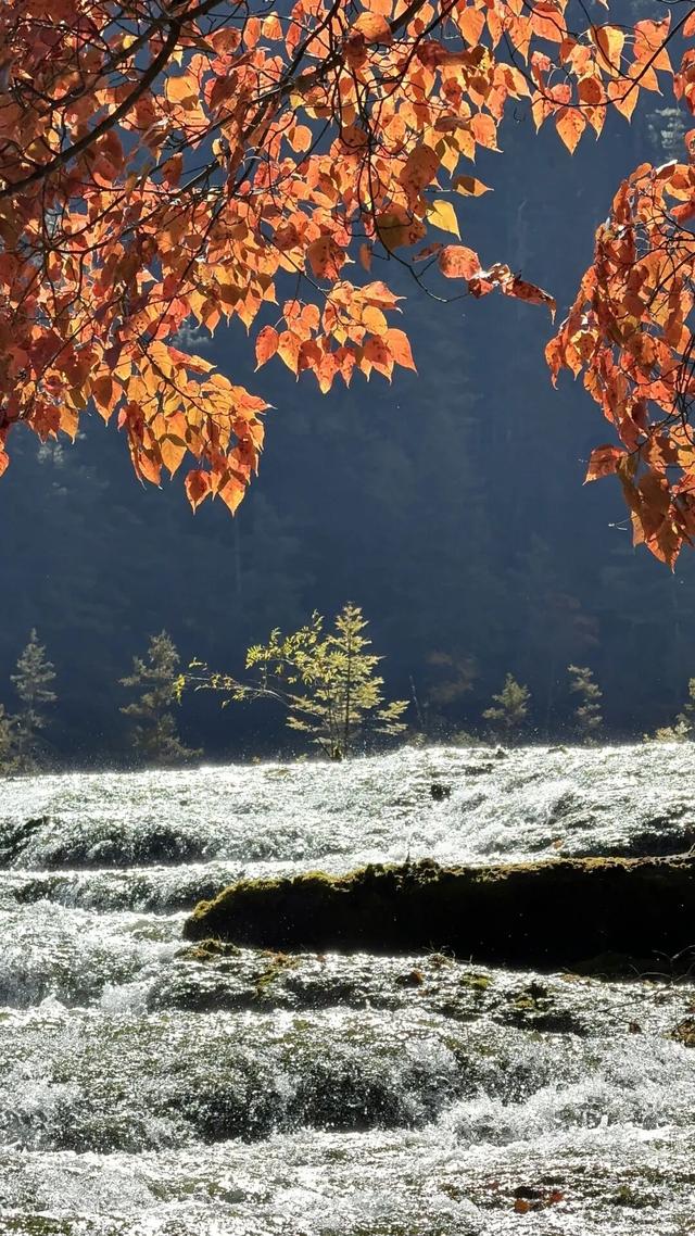 碧水吻醒秋色，落叶撞进九寨沟的调色盘