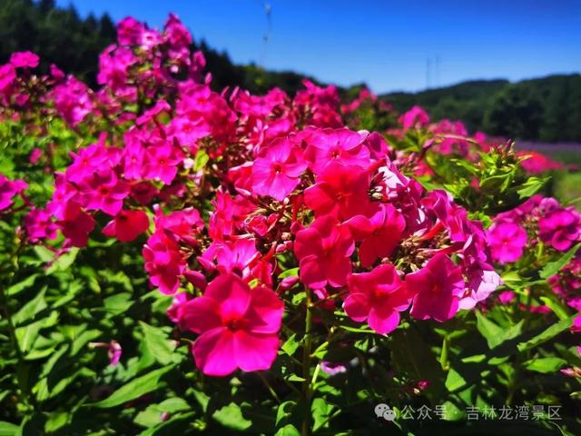 通化龙湾花海进入高光时刻，快来入仙境吧！