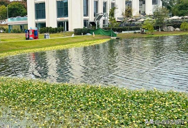 成都主城区最大人工湖，秋天超级惊艳，不要门票，地铁公交直达！