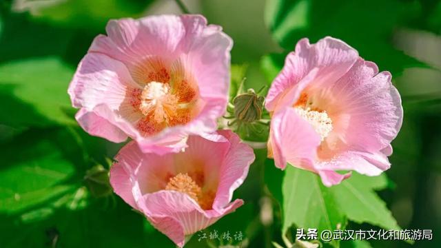 花色一日三变！武汉秋日木芙蓉花海上线