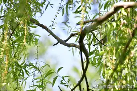 【石津灌渠文化公园绿地周边鸟语花香，共享园林生态之美】图片