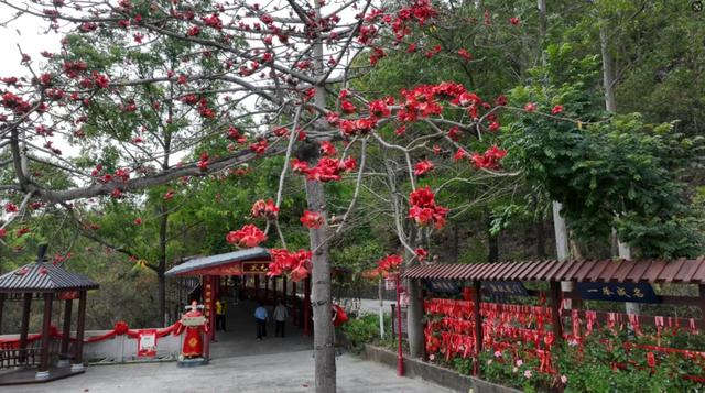 春风有信，木棉花开有期！在东莞观音山，找到了春天热烈的模样！