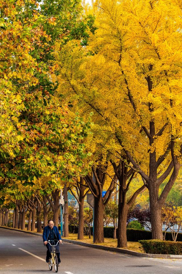 夏未走秋已至，北京半黄半绿的银杏大道，三里屯还是太时尚了！