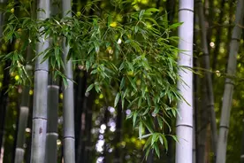 中国古书记载的10大长寿秘诀：千年智慧，至今受用！图片