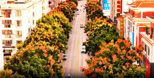 钟山栾树盛装迎秋，满城“灯笼”映红天空！