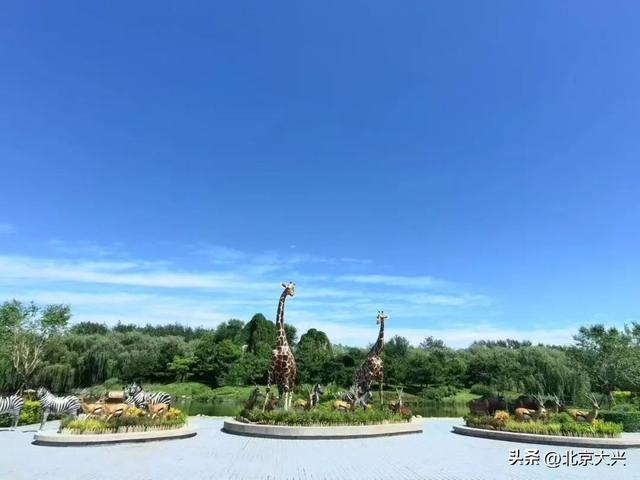 解码大兴｜“南有长隆、北有大兴”