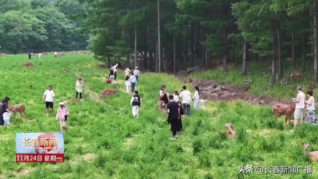 高质量发展新答卷丨双阳区：“鹿”鸣林海促融合 文旅赋能绘新卷