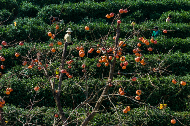 跟着文化游光山丨翁塆茶园：柿熟秋光里的千年雅韵